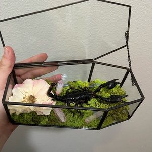 REAL Preserved Coffin Terrarium with Scorpion